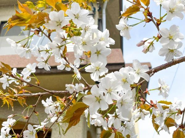 お庭の花木（恐らく山桜？）は毎年4月頃が見頃です 【内外観】庭